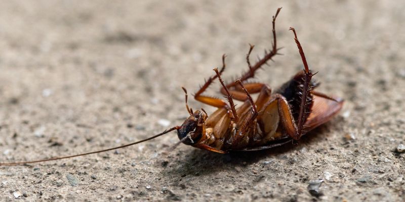 Con gián số mấy lô đề xoay quanh những con số phổ biến