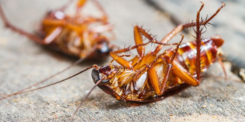 Hình ảnh gián bò lên người mang đến nhiều thử thách trong cuộc sống