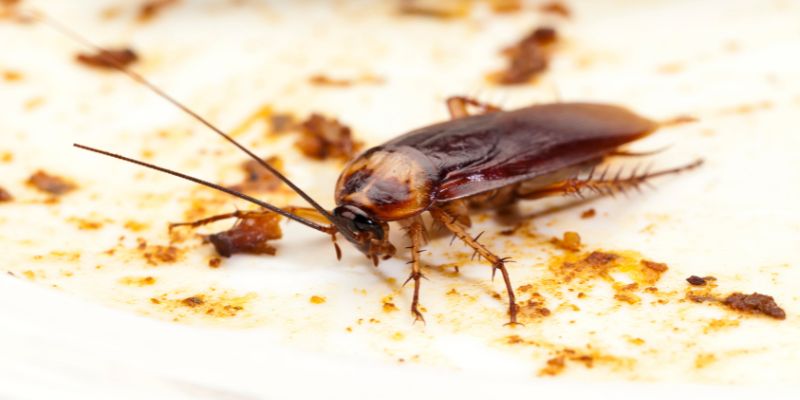 Hình ảnh trong mơ phản ánh những bất cập trong đời sống