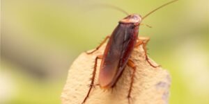 Con gián mang đến nhiều ý nghĩa sâu sắc khi xuất hiện trong mơ