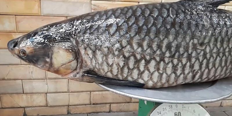 Mơ thấy cá chết là điểm báo xấu