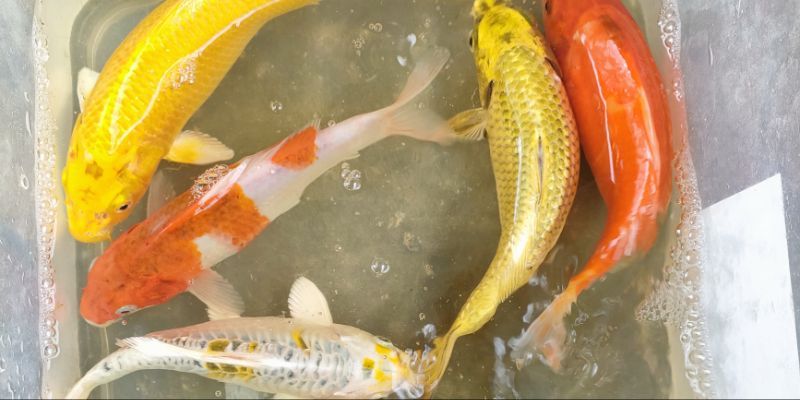 Mơ thấy cá vàng là dấu hiệu của sự may mắn