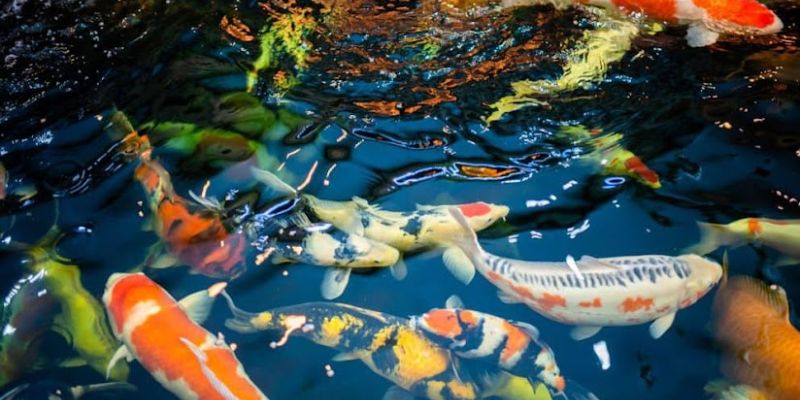 Nằm mơ thấy cá